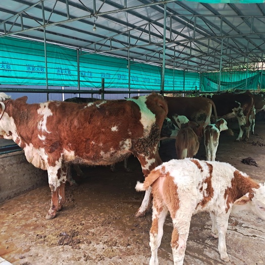 南丰县西门塔尔牛 肉牛 土黄牛 土杂牛