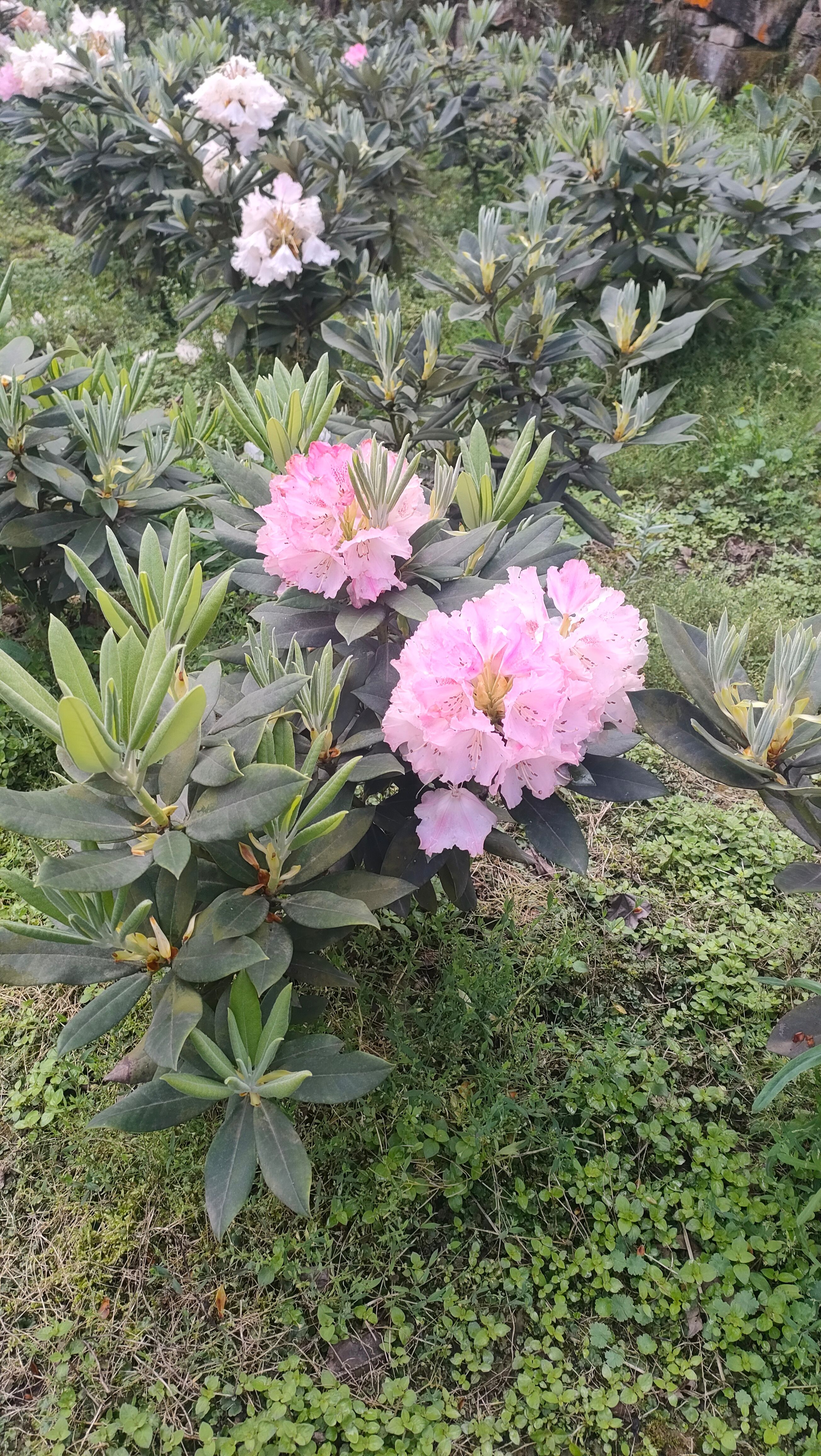 高山杜鹃穴盘，高山杜鹃小苗，欧洲高山杜鹃，日本高山杜鹃