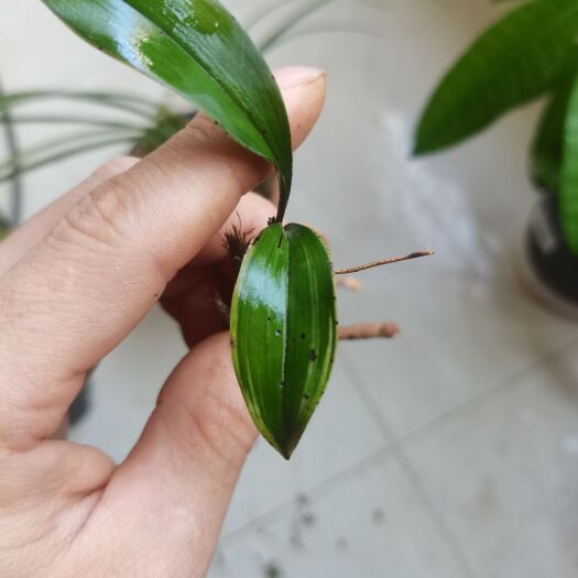 长沙兔耳兰扫尾艺！一苗一芽