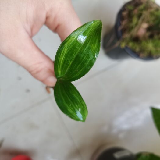 兔耳兰丝搞艺！一苗