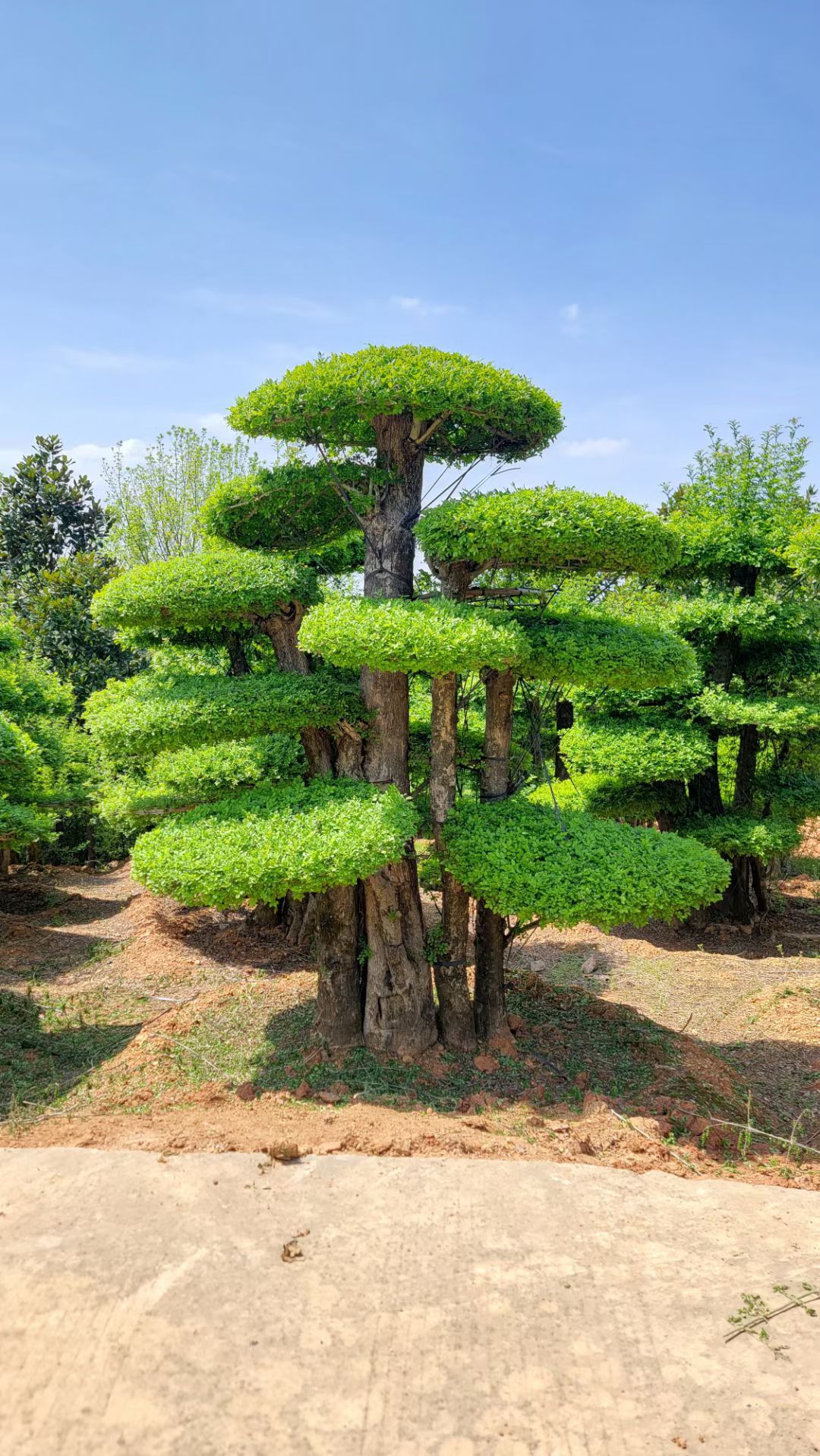 造型对节白蜡基地直销