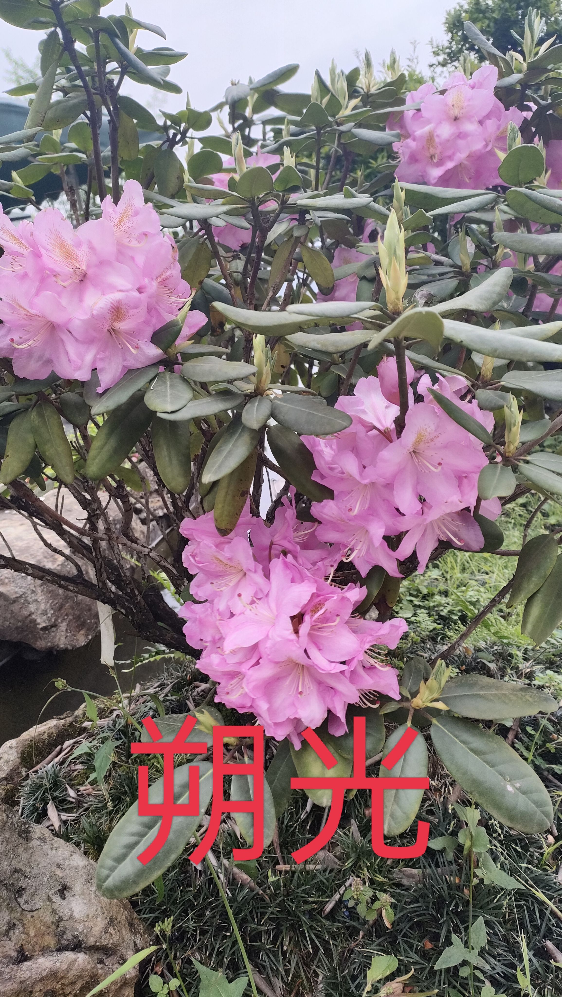 高山杜鹃穴盘，高山杜鹃小苗，欧洲高山杜鹃，日本高山杜鹃