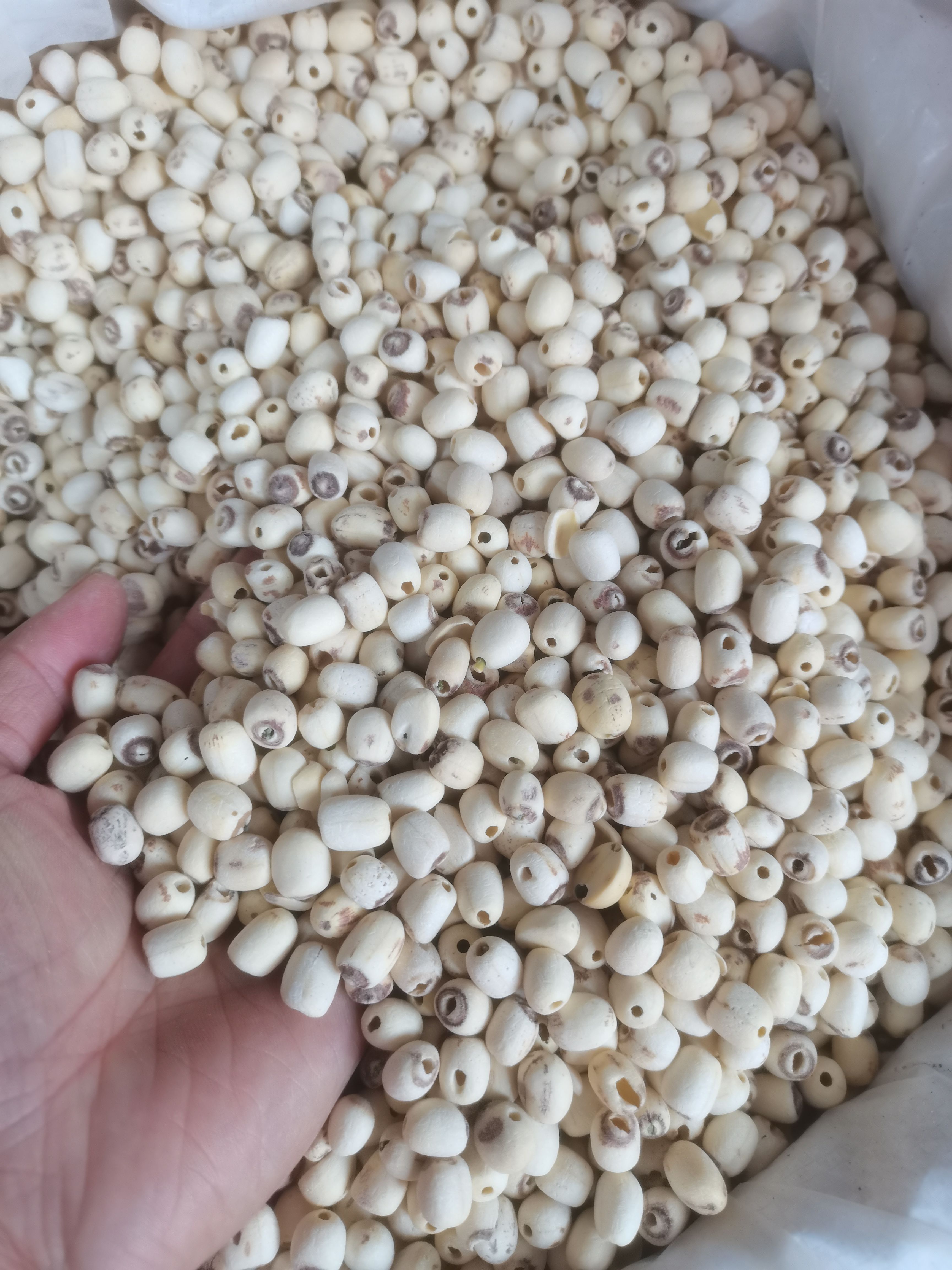 莲子 白莲子干货 去心无硫湘潭手工莲子 量大从优