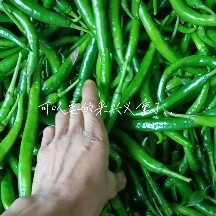 钦州美人椒