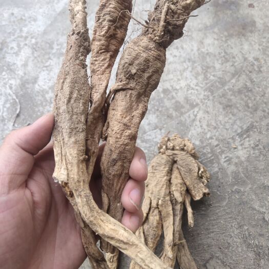 宕昌县y南沙参
