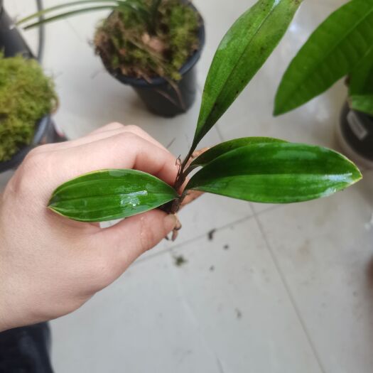 长沙兔耳兰边艺，两苗一芽