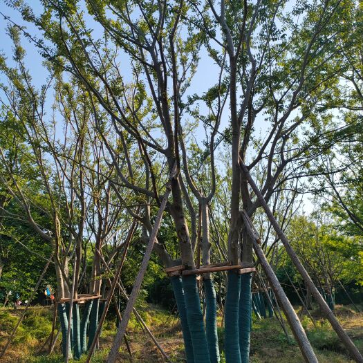 句容市丛生朴树原生大量供应各种规格，树形金品诚实做人