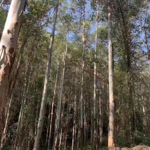 灵山县种植有6年的7年的8年的合同38年有林权证林权证面积7千亩