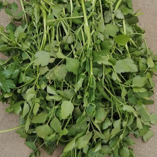 威海野芹菜