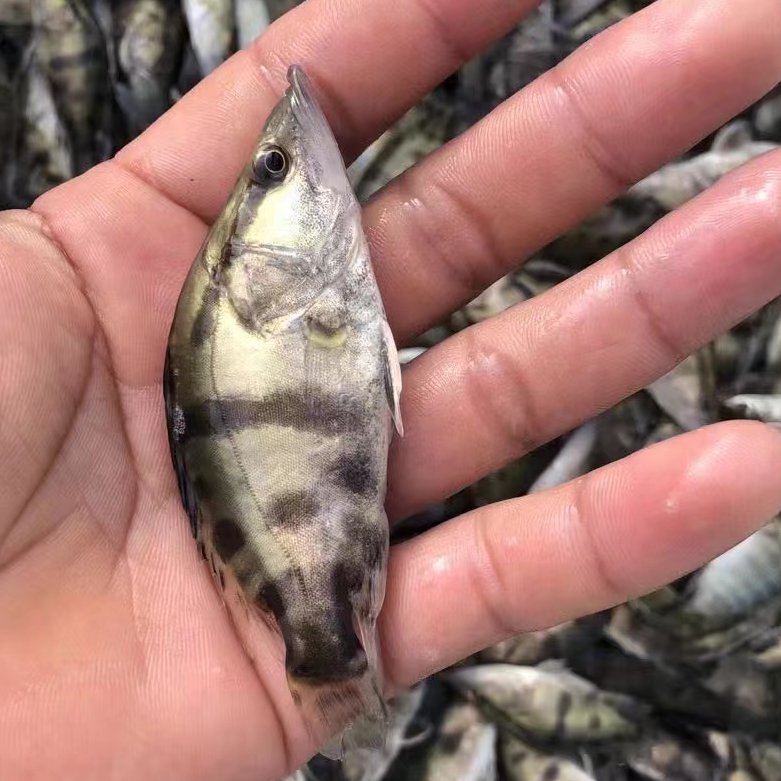 廣西豐正水產(chǎn)良種魚苗繁殖基地