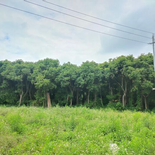 香樟袋苗20公分