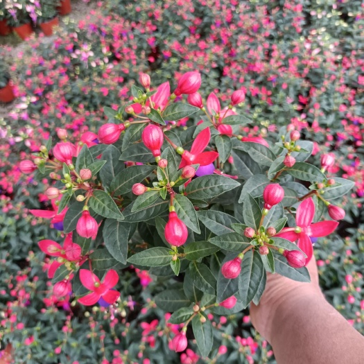 灯笼花 倒挂金钟 盆栽观花植物 欢迎新老客户实地看货