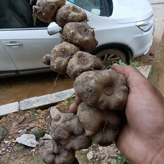 乐业县黄精中药材黄精中药材