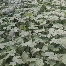 宿州美都西瓜嫁接苗
