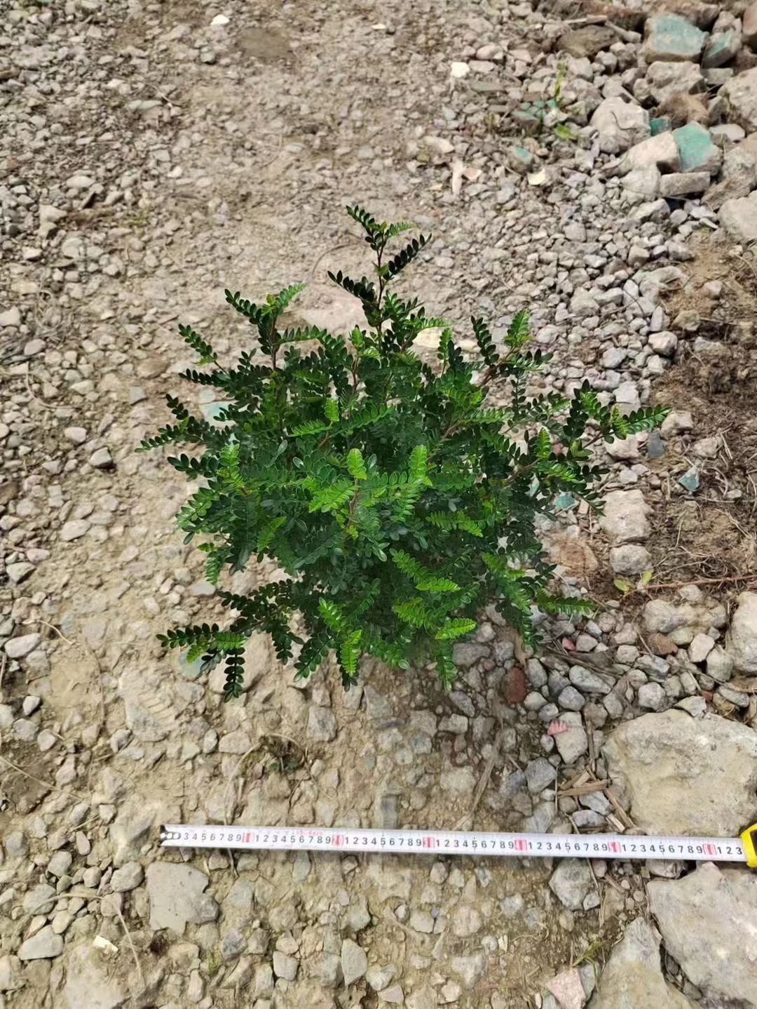 清香木胡椒木绿植盆栽基地自产自销物美价廉产品规格多数量大货好