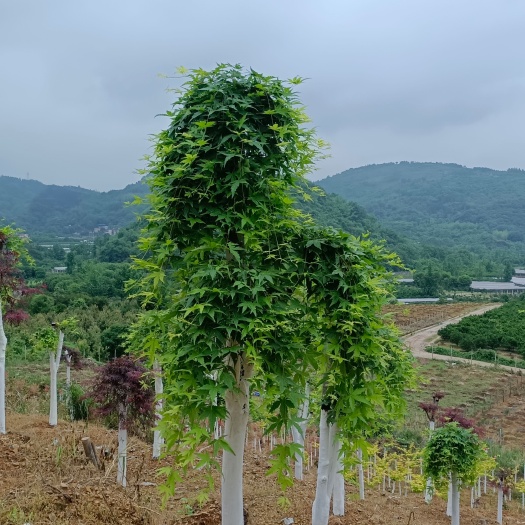 兴安县新品种红枫，流泉，蝴蝶，约旦，泰勒，乙叶，羽毛枫