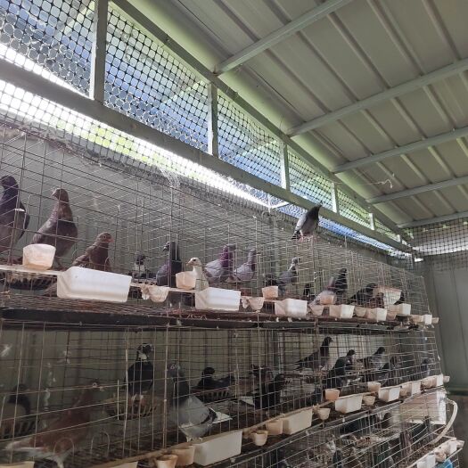 绵阳肉鸽，种鸽，1-2年200只全部出售 价格商议