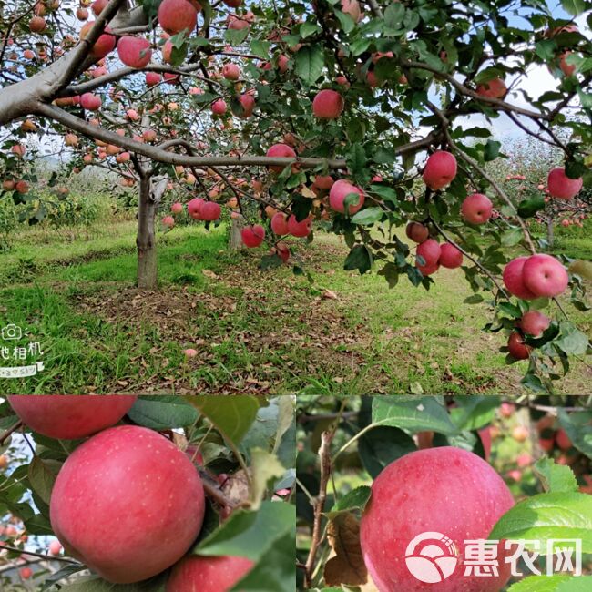 丽江苹果苗云南苹果苗