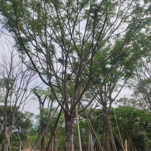 普宁市凤凰木，叶如飞凰之羽，花若丹凤之冠。
