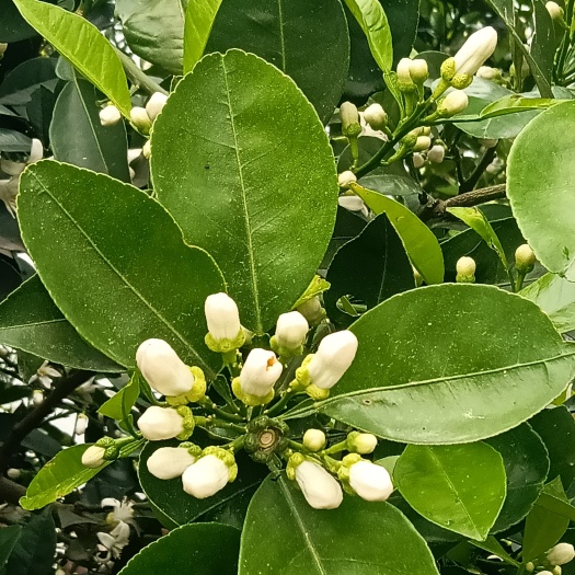 兰溪市金华玳玳花