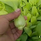 南通男通，青菜，毛白菜