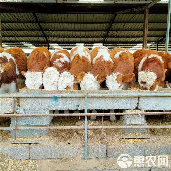 西门塔尔牛犊 买十送一 高品质牛犊批发 基地直销 免费送货