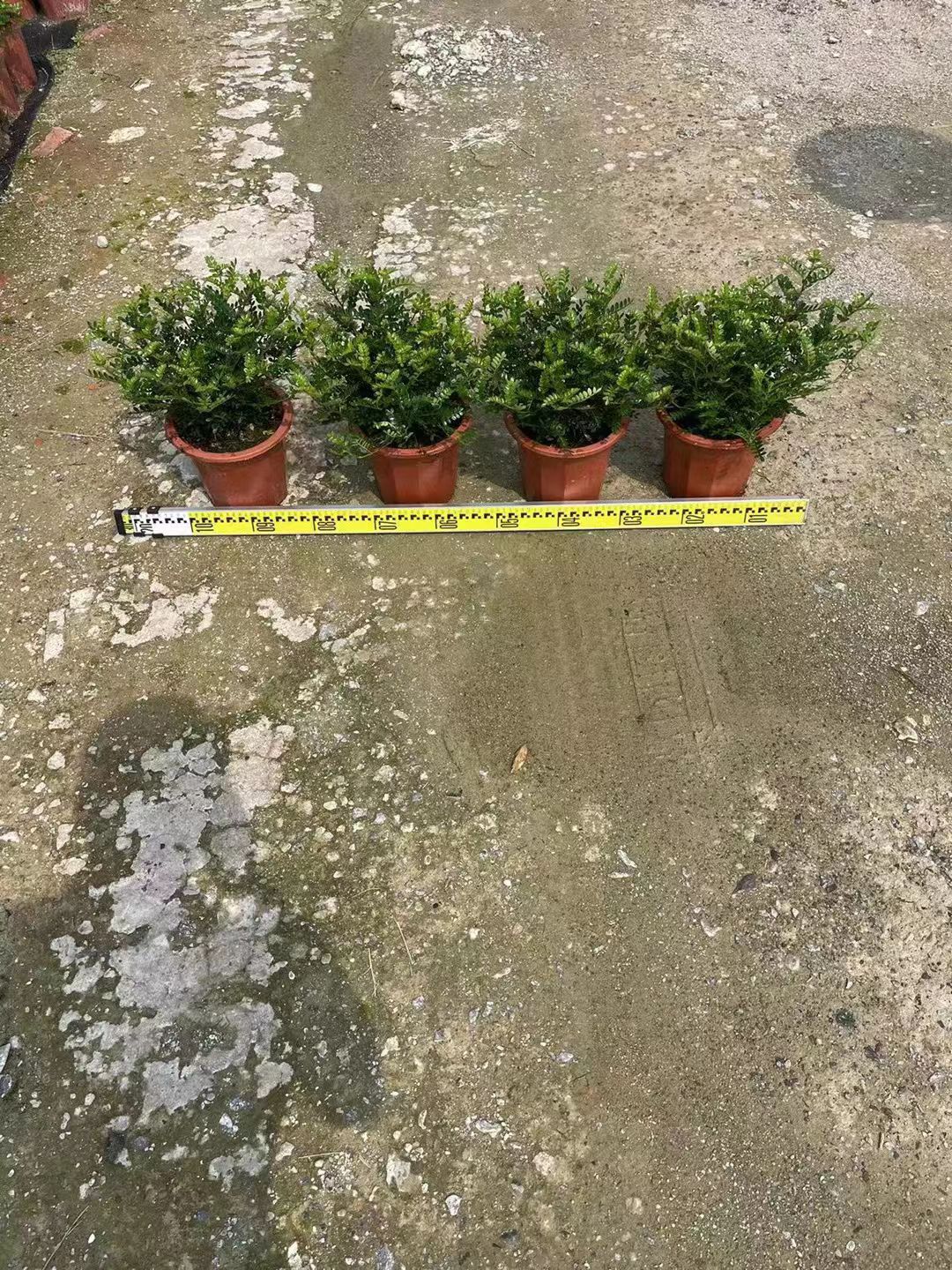 清香木胡椒木绿植盆栽基地自产自销物美价廉产品规格多数量大货好