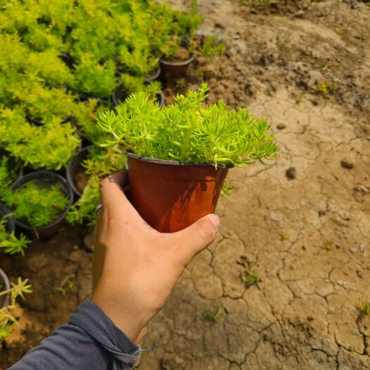 金叶佛甲草 耐旱 繁殖快 易养殖 地被植物 适应各种环境