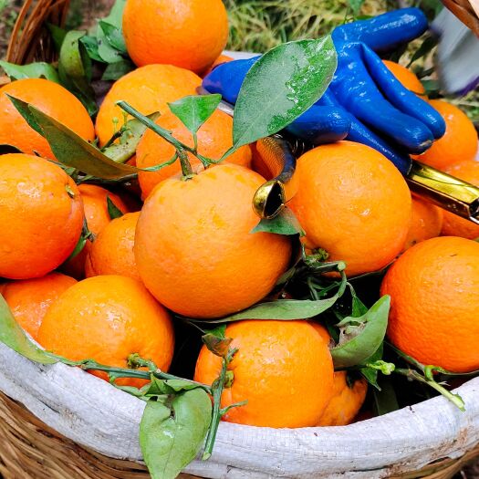 湖北脐橙，长虹橙，血橙一年四季鲜果大量供应，货源充足，一手货