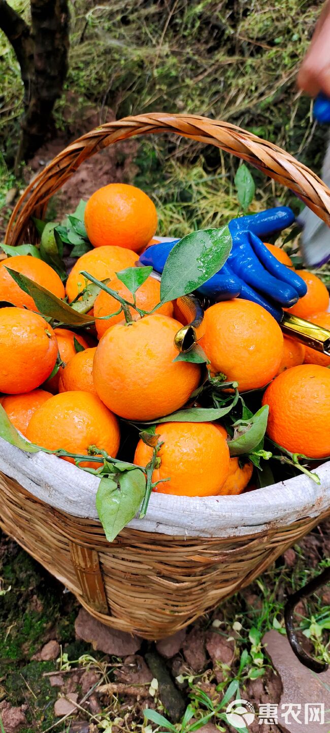 湖北脐橙，长虹橙，血橙一年四季鲜果大量供应，货源充足，一手货