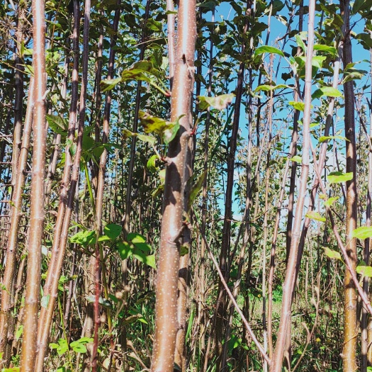 玉龙县丽江苹果苗云南苹果苗