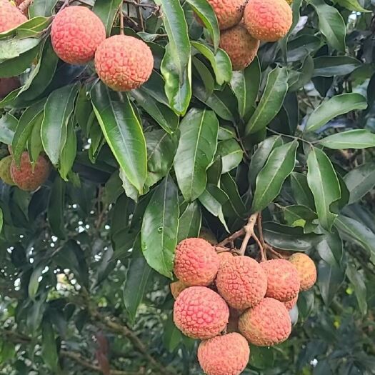 海口代收海南荔枝（妃子笑、白糖罂、荔枝王、无核荔枝）