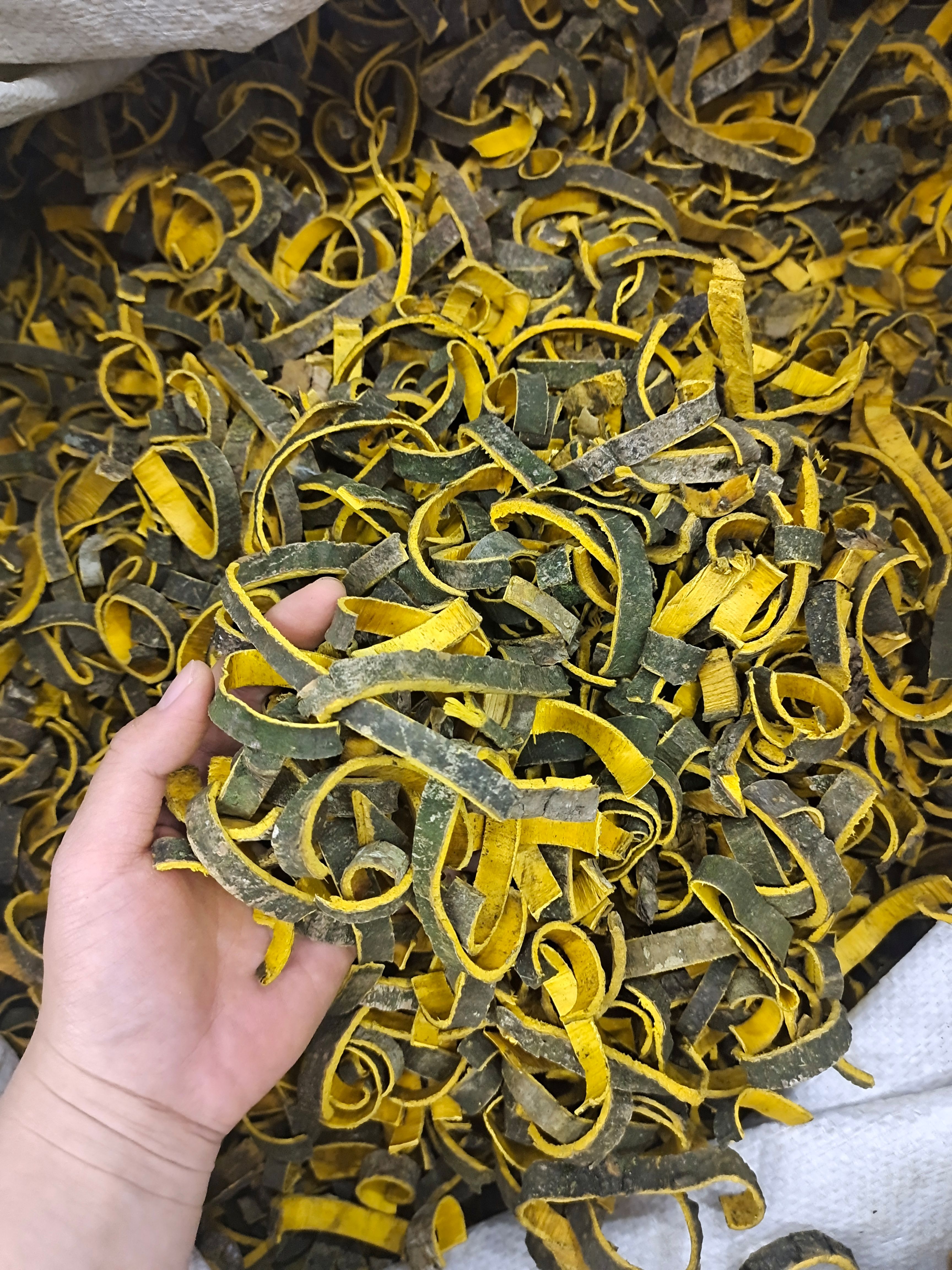 黄柏 黄柏树皮 带皮黄柏去皮黄柏 地道中药材黄柏