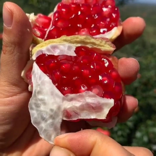 灵山县突尼斯软籽石榴苗 富含花青素，，籽软、果实晶莹剔透多汁