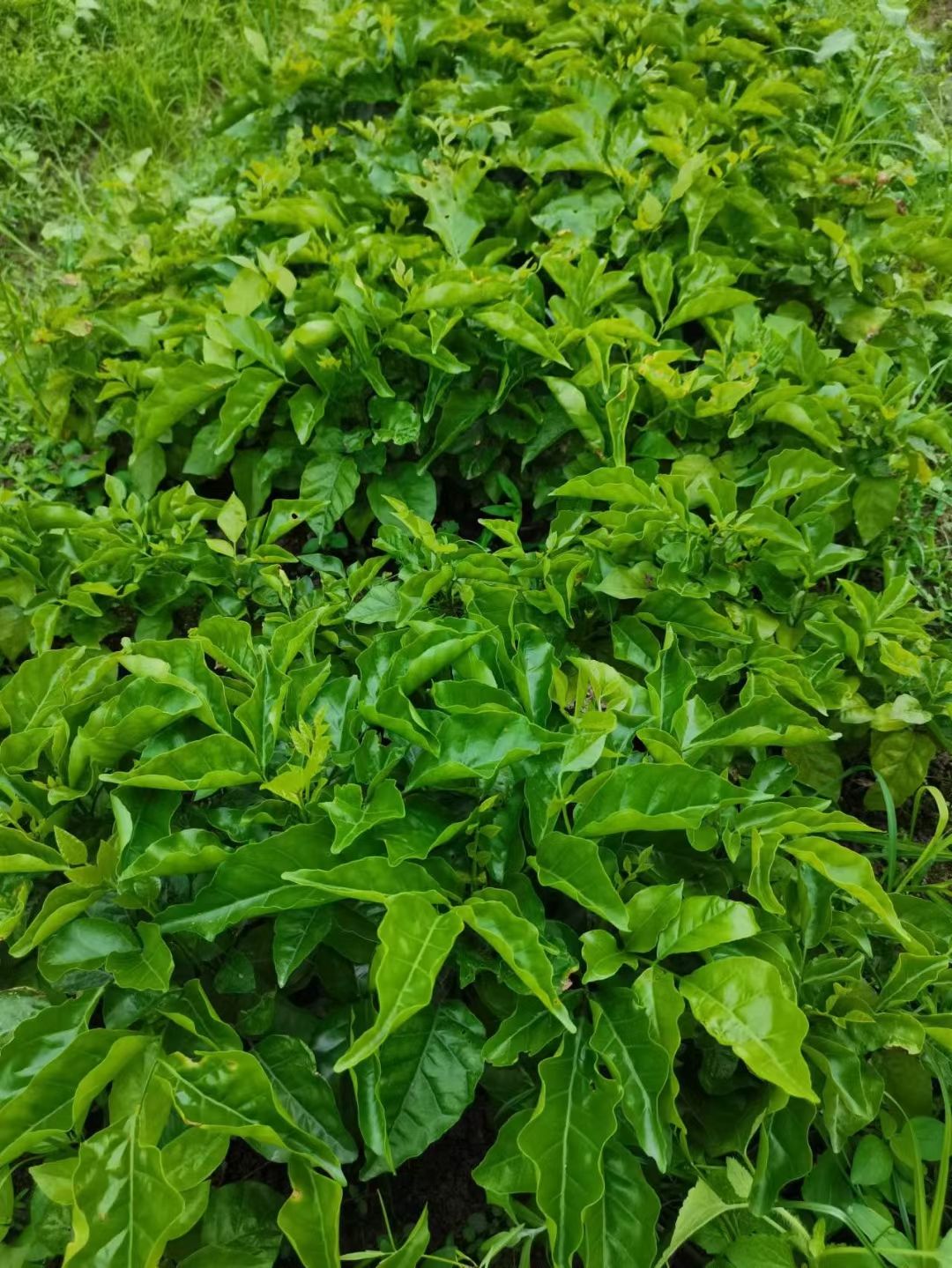 黄皮果苗