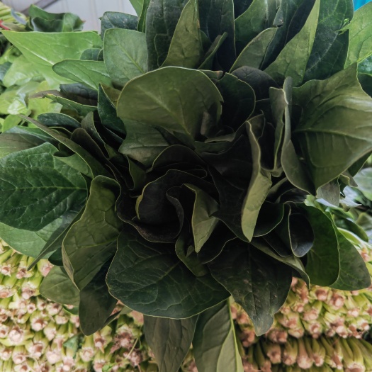 聊城菠菜 大叶菠菜基地直才，社区团购超市电商，备有大型冷库