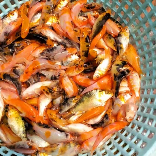 肇庆锦鲤鱼苗4--8cm