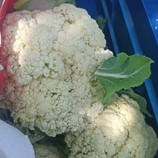 郓城县花菜