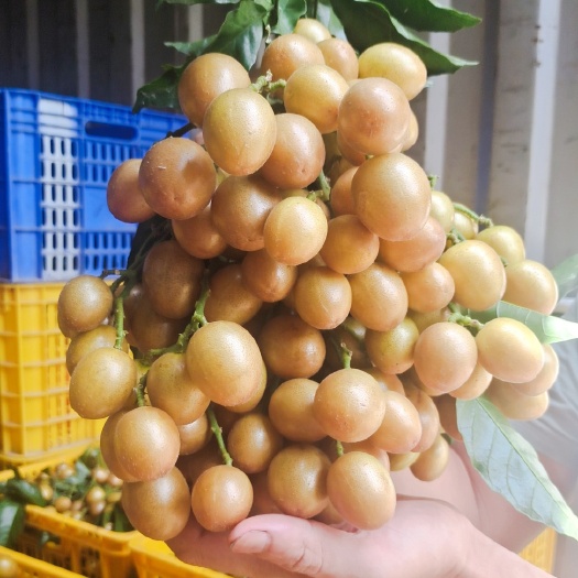 黄皮果，广东省湛江市廉江市