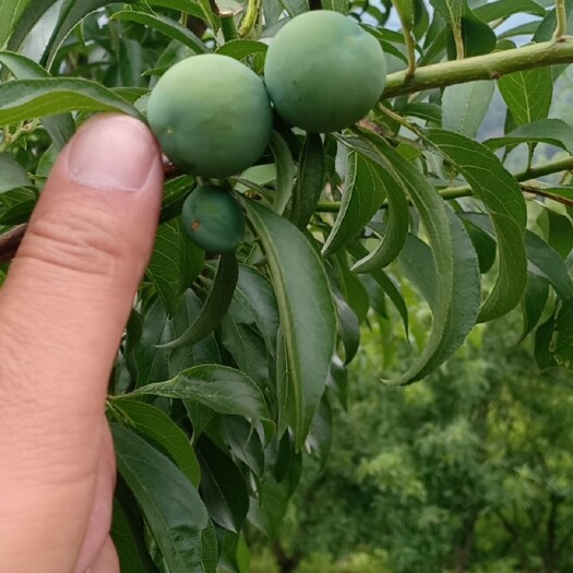 镇宁县贵州六马蜂糖李，即将上市，
