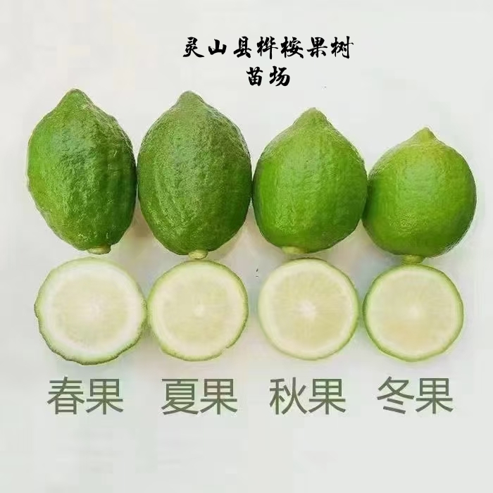樺桉果樹(shù)苗木場(chǎng)