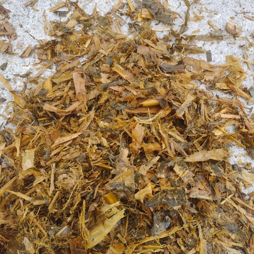东阿县玉米秸秆