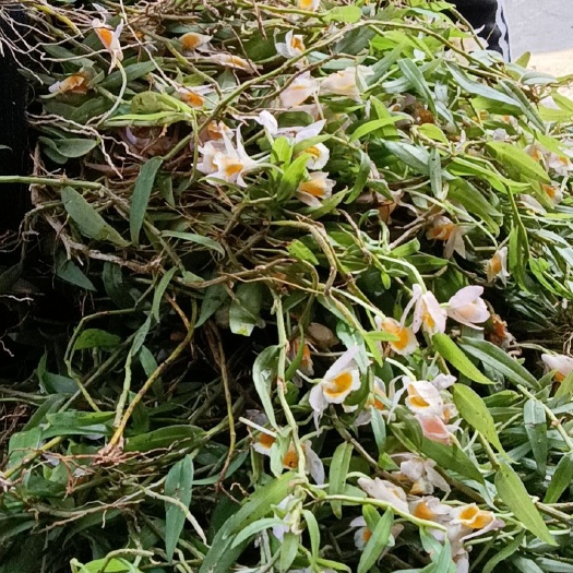 美花石斛，需要的老板，提前预定，好安排发货，在惠农网下单。