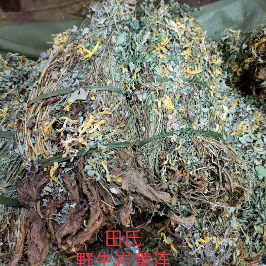 玉林田氏原生中药材岩黄莲，新货自然晒干，无硫，多根原生药材岩黄连