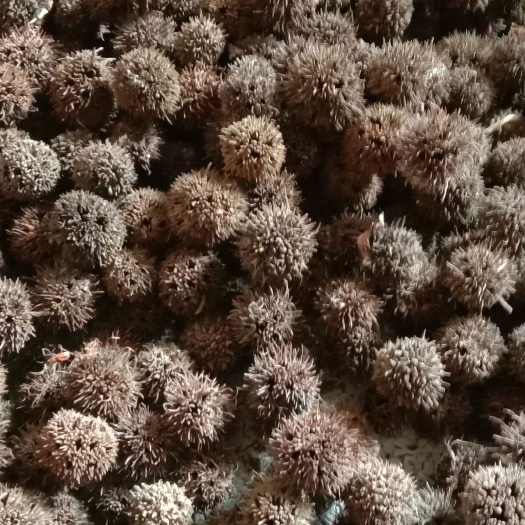 望谟县枫树果，干果通货