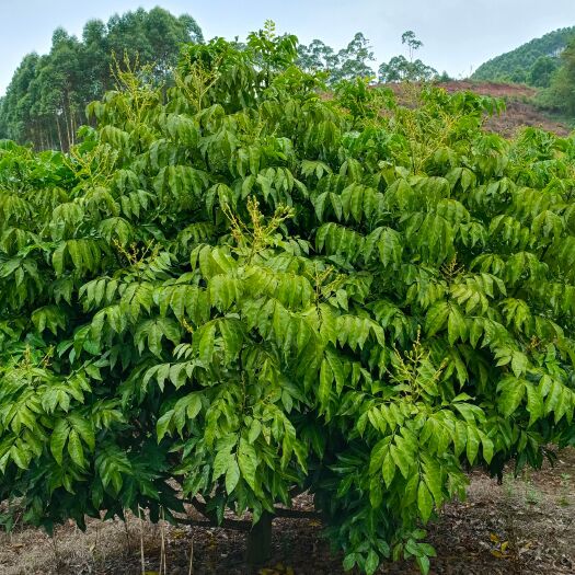 南宁精品黄皮果树(高3米)