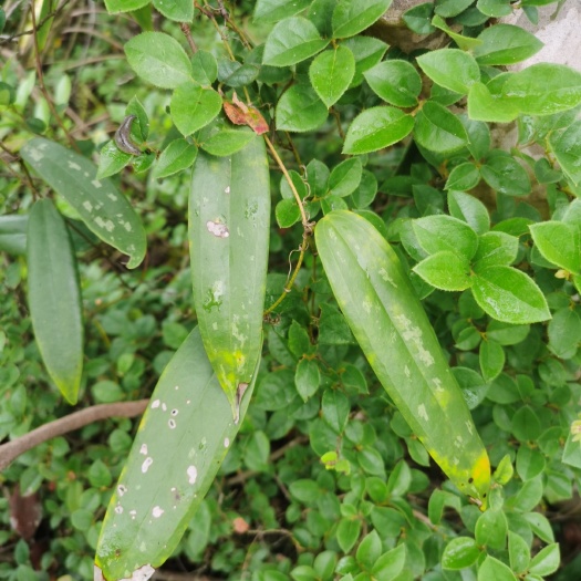 安福县天然—土茯苓