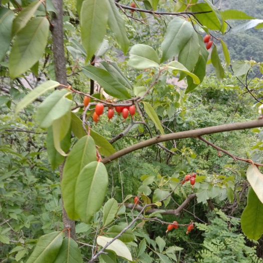 秭归县羊奶果树，长青乔木，果实是天然水果，也是做盆景的上等素材