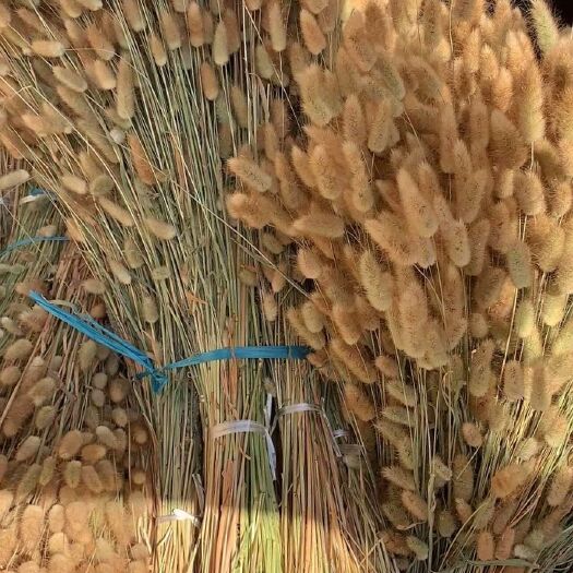 嵩明县兔尾草