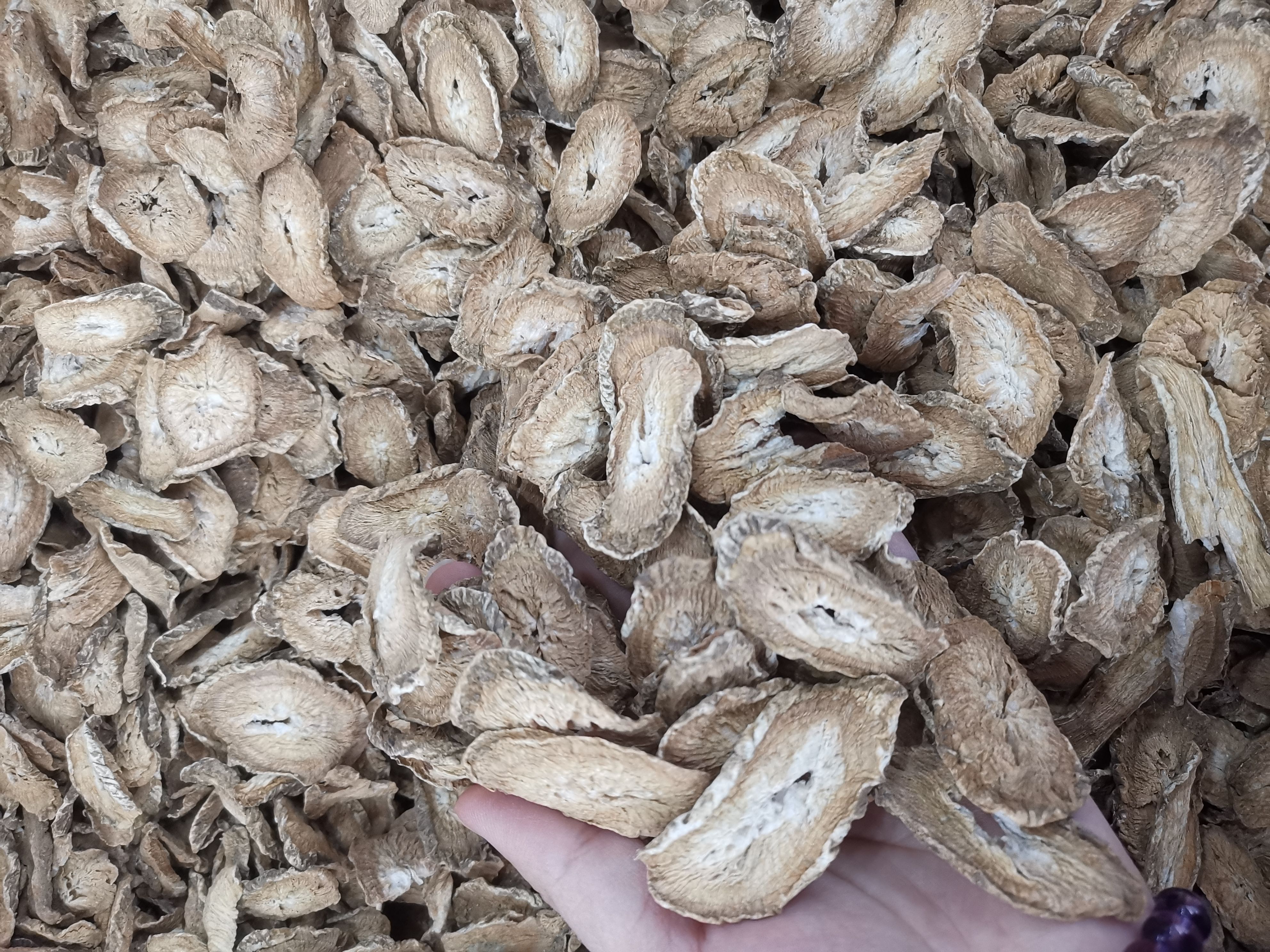 牛蒡茶 精选全干无硫黄金牛蒡茶 规格齐全产地直销可供大货